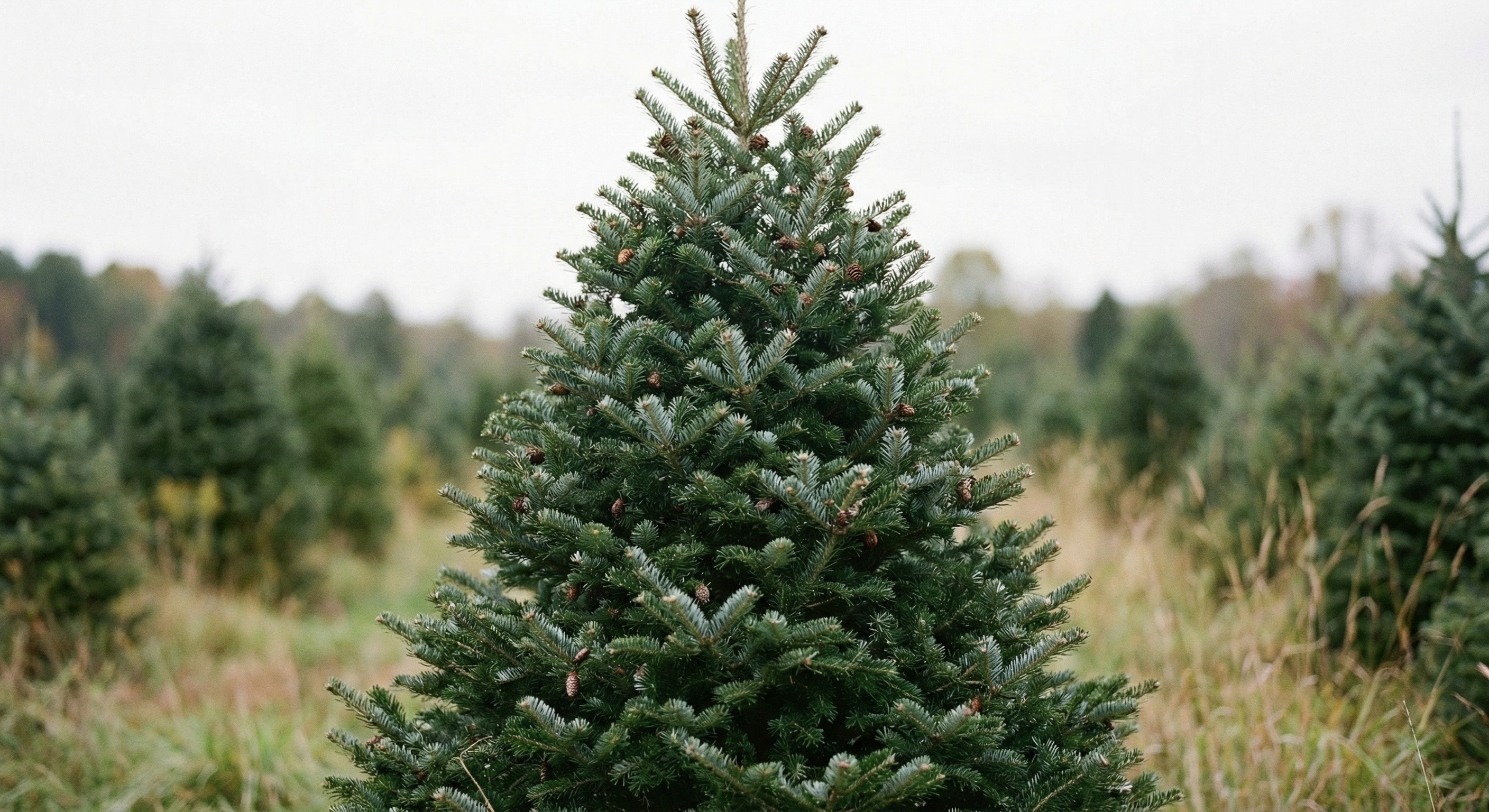 Fraser Fir